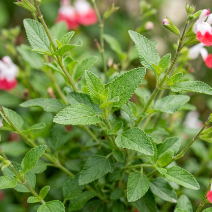 Red Lips Flower Seeds - Salvia Hot Lips Flower Seeds for Garden