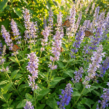 Salvia forskaehlei Flower Seeds for Planting