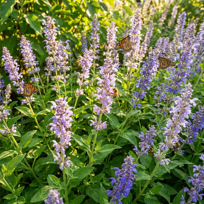 Salvia forskaehlei Flower Seeds for Planting