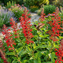 Salvia Coccinea Seeds