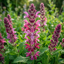 Salvia spathacea Hummingbird Sage Seeds for Planting