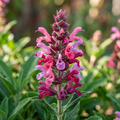 Salvia spathacea Hummingbird Sage Seeds for Planting