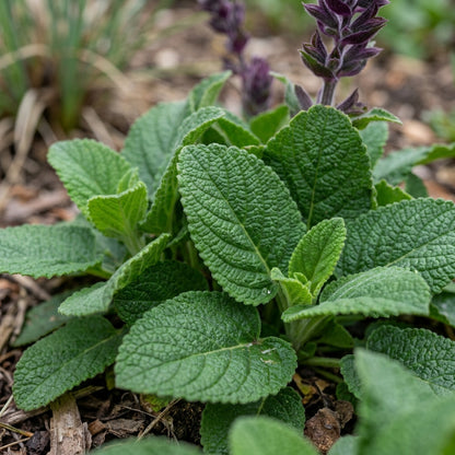 Salvia spathacea Hummingbird Sage Seeds for Planting