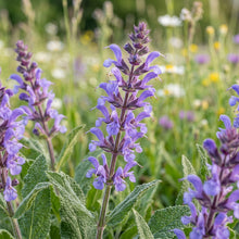 Salvia Verbenaca Flower Seeds - Salvia Flower Seeds for Garden