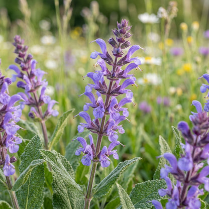 Salvia Verbenaca Flower Seeds - Salvia Flower Seeds for Garden