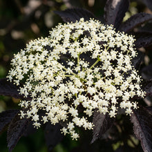 Sambucus Nigra Dark Leaf Form Seeds