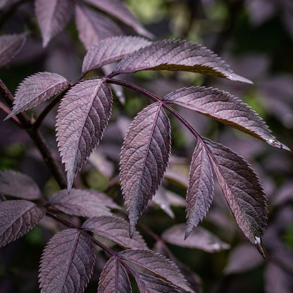 Sambucus Nigra Dark Leaf Form Seeds