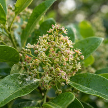 Santalum album (Indian Sandalwood) Seeds for Planting
