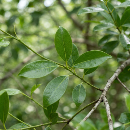 Santalum album (Indian Sandalwood) Seeds for Planting