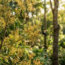 Santalum album (Indian Sandalwood) Seeds for Planting