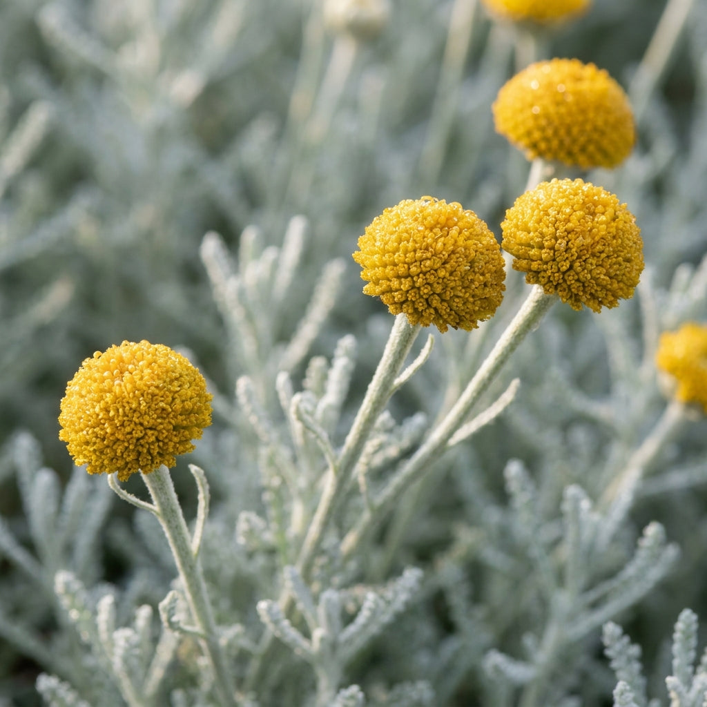 Santolina Cotton Lavender Flower Seeds for Planting