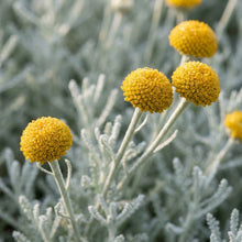 Santolina Cotton Lavender Flower Seeds for Planting