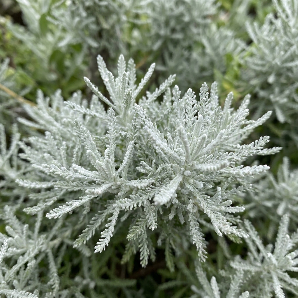 Santolina Cotton Lavender Flower Seeds for Planting