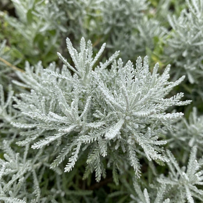 Santolina Cotton Lavender Flower Seeds for Planting