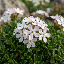 Saponaria Caespitosa Seeds
