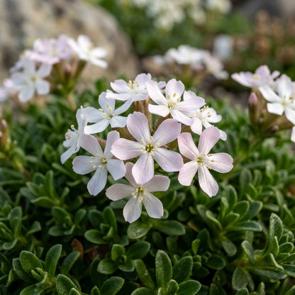 Saponaria Caespitosa Seeds