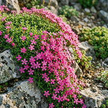 Saponaria Ocymoides Seeds