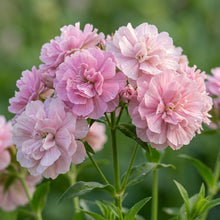 Saponaria Officinalis Rosea Plena Seeds for Gardens and Borders