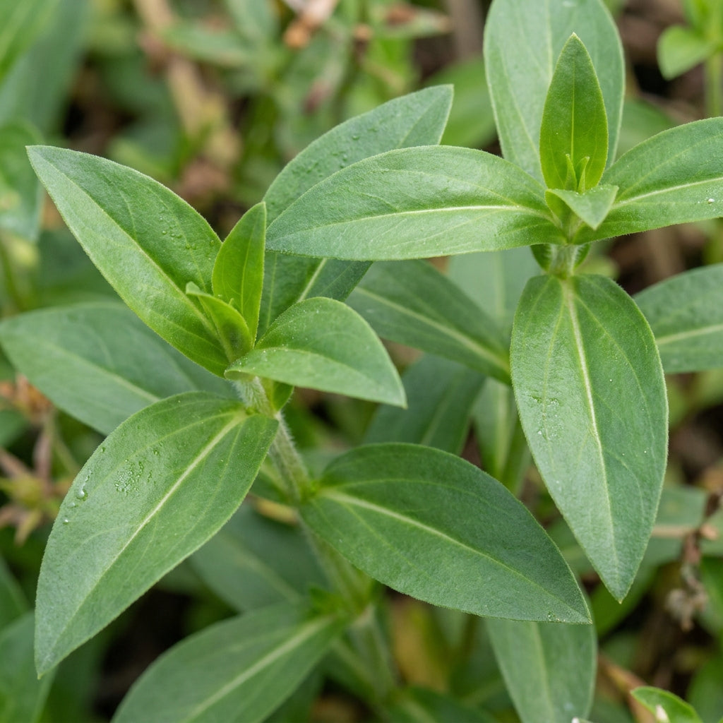 Saponaria Officinalis Rosea Plena Seeds for Gardens and Borders