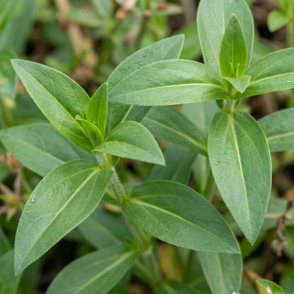 Saponaria Officinalis Rosea Plena Seeds for Gardens and Borders