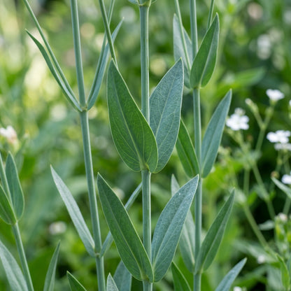 Saponaria Vaccaria White Flower Seeds