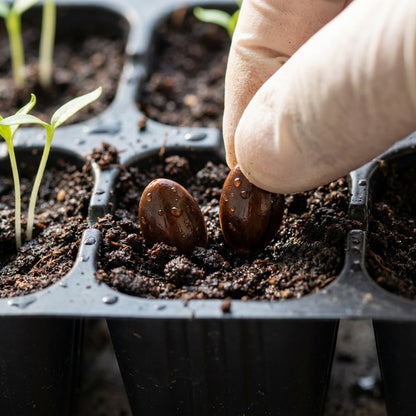 Sapota (Chikoo) Seeds for Planting