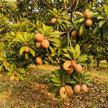 Sapota (Chikoo) Seeds for Planting