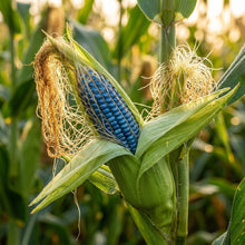 Sapphire Blue Corn Seeds – Heirloom Variety