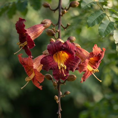 Kigelia africana Seeds for Planting