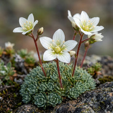 Saxifraga Caesia Flower Seeds – Alpine Rock Garden Perennial