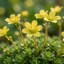 Saxifraga Cymbalaria Seeds