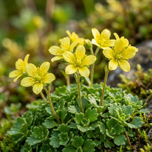 Saxifraga Cymbalaria Seeds