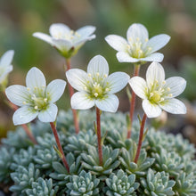 Saxifraga Federici-Augusti Grisebachii Flower Seeds for Planting
