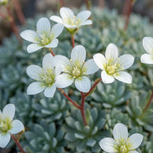 Saxifraga Federici-Augusti Grisebachii Flower Seeds for Planting