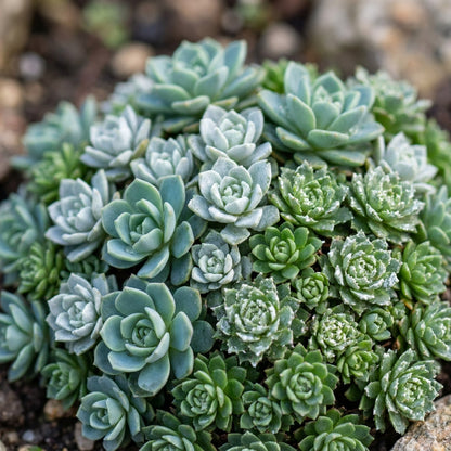 Saxifraga Species Mixed Seeds for Rock Gardens and Borders