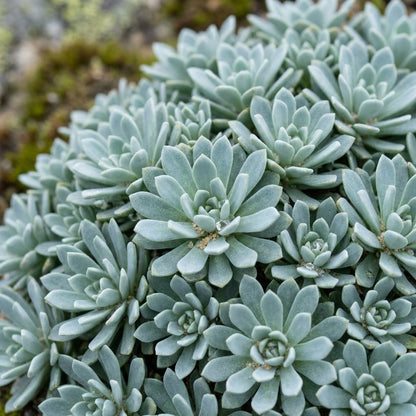 Saxifraga Federici-Augusti Grisebachii Flower Seeds for Planting