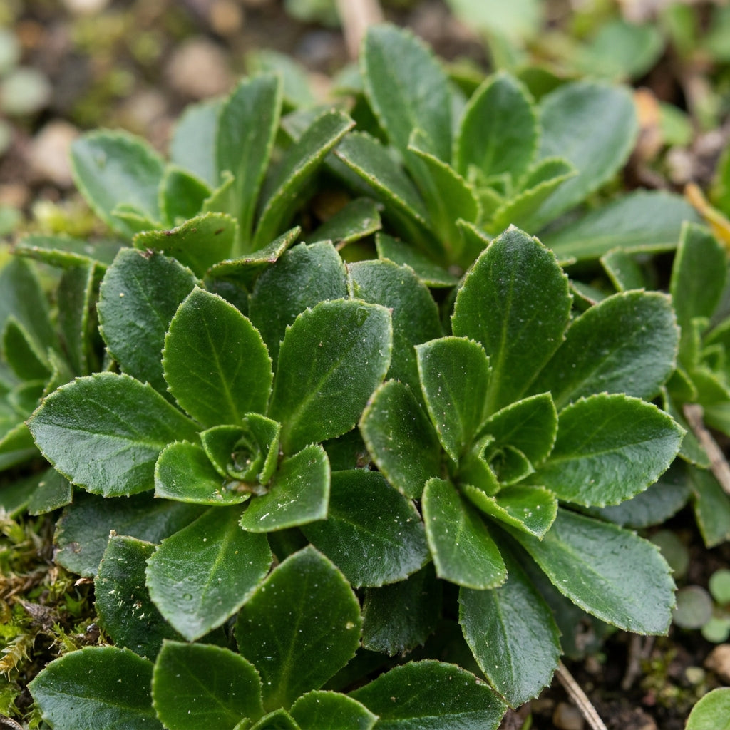 Saxifraga Fusca Seeds for Garden Planting