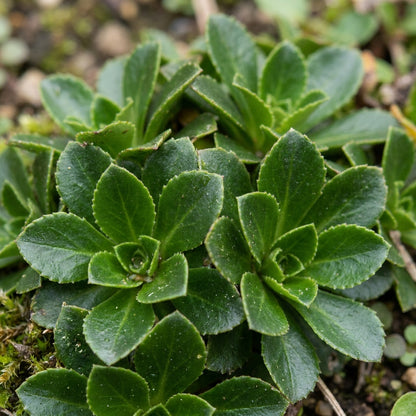 Saxifraga Fusca Seeds for Garden Planting