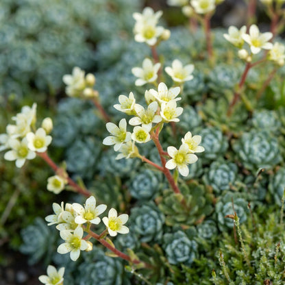 Saxifraga Paniculata Minutifolia Seeds for Rock Gardens and Borders