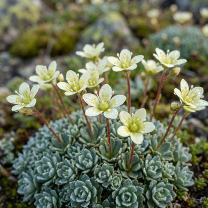 Saxifraga Paniculata Minutifolia Seeds for Rock Gardens and Borders