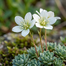 Saxifraga Sempervivum Flower Seeds for Garden Planting