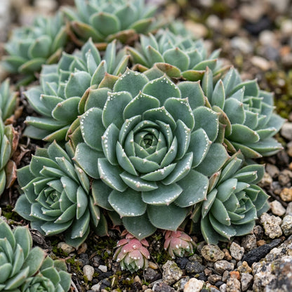 Saxifraga Sempervivum Flower Seeds for Garden Planting