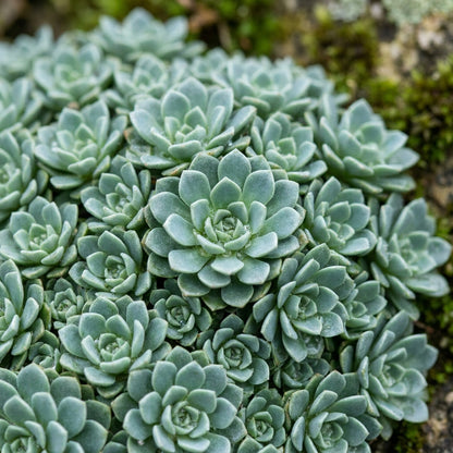 Saxifraga Vayredana Flower Seeds for Garden