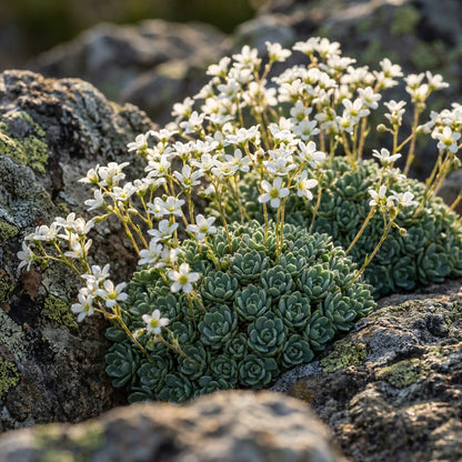 Saxifraga Vayredana Flower Seeds for Garden