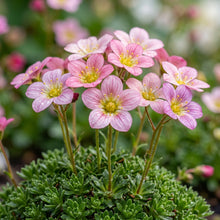 Saxifrage Rose Flower Seeds for Garden Planting