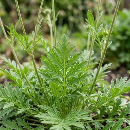 Scabiosa Comosa Pincushion Flower Seeds For Planting