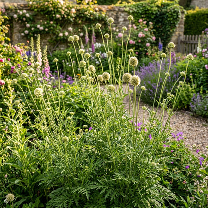 Scabious Ping Pong Flower Seeds