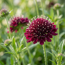 Scabiosa Atropurpurea Beaujolais Bonnets Seeds for Garden Planting
