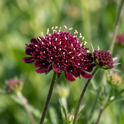 Scabiosa Atropurpurea Beaujolais Bonnets Seeds for Garden Planting