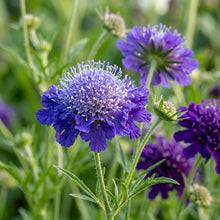 Scabiosa Atropurpurea Oxford Blue Flower Seeds For Planting